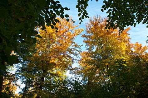 Beech trees in fall, stock photo - Stock Image - Everypixel