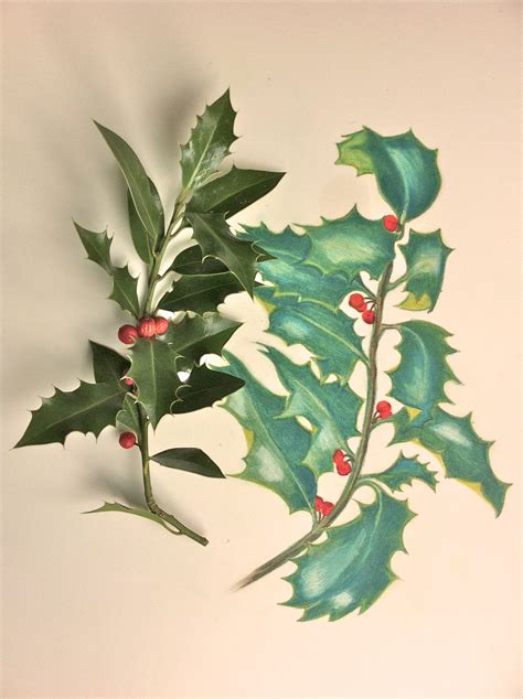 Holly Leaf Drawing at GetDrawings | Free download