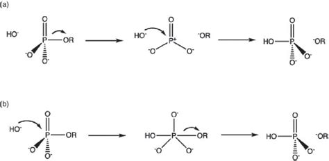 Phosphate Ester Hydrolysis Mechanism