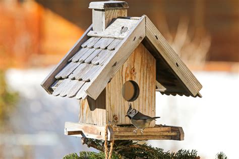 How To Build Winter Bird Shelters (Questions Answered)