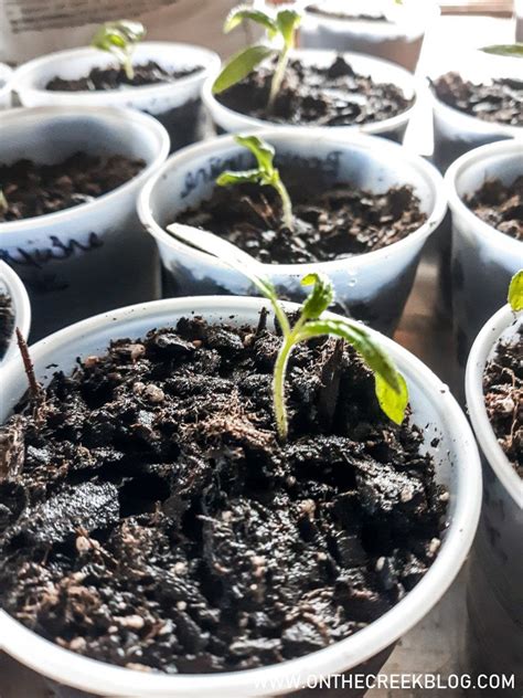 Transplanting Tomatoes Into Cups | Tomato seedlings, Transplanting ...