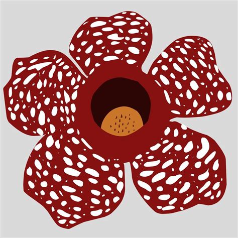 Rafflesia Arnoldi flower, a rare plant from Bengkulu Indonesia 10891274 ...