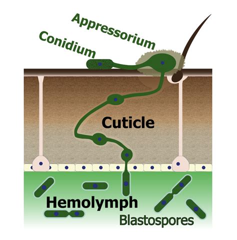 The Stuff of Insect Nightmares: Genetically Engineered Entomopathogenic ...