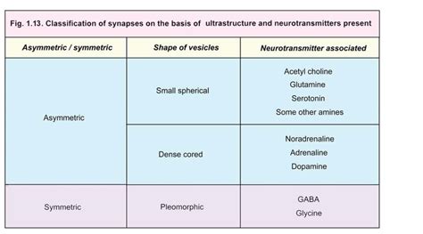 Classification of Synapses