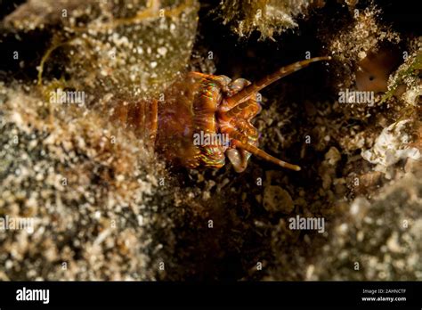 Giant Sea Worm, Eunice aphroditois Stock Photo - Alamy