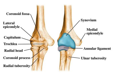 Elbow Joint: Anatomy, Movement & Muscle involvement » How To Relief