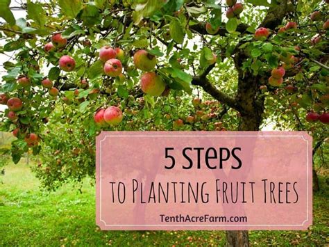 5 Steps to Planting Fruit Trees | Tenth Acre Farm