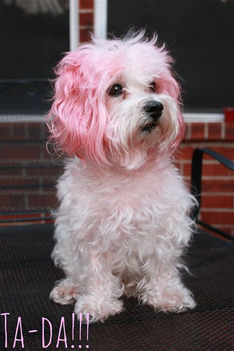 15 Top Photos Animal Friendly Hair Dye / Pretty! | Green hair, Semi ...