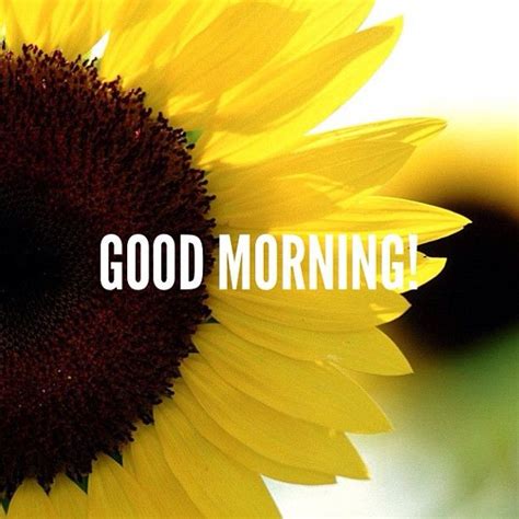 Good Morning sunflower | Good morning wishes, Good morning images, Good ...