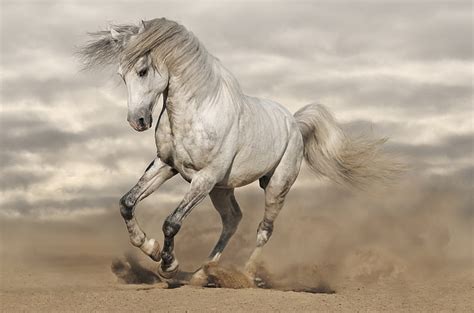 White horse running, horse, 8k, HD wallpaper | Wallpaperbetter