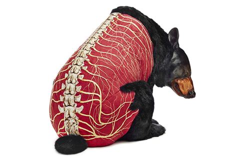 Skinless bear sculptures expose embroidered anatomy - The Verge