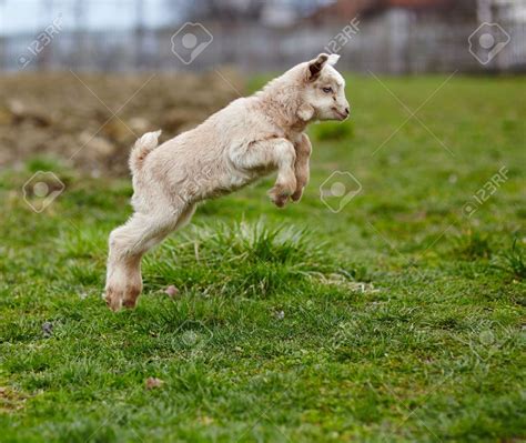 Adorable baby goat jumping around on a pasture Stock Photo - 38350940 ...