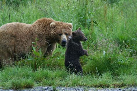 Kodiak Brown Bear Center | Amazing Alaska Bear Watching