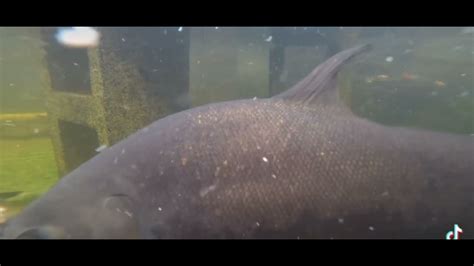 Huge Pacu Fish eating meat#monsterfish #trending - YouTube