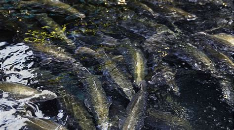 Virginia Tech Ichthyology Class : Sustainable Barramundi Fish Farming ...