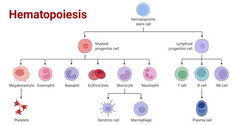 Hematopoiesis- Definition, Cells, Growth Factors, Regulation