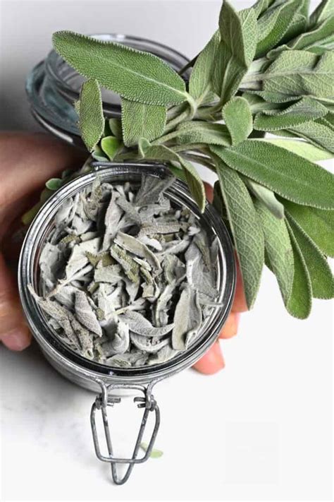 How to Dry Sage Leaves (4 Methods) - Alphafoodie