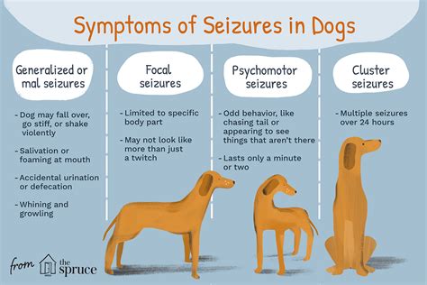 Epilepsy Symptoms, Epilepsy In Dogs, Types Of Seizures, Filter ...