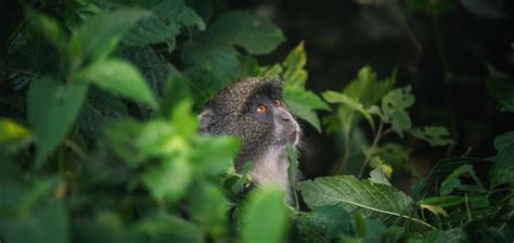 Arusha National park - Azas Safaris Uganda-Gorillas, Chimpanzees and ...