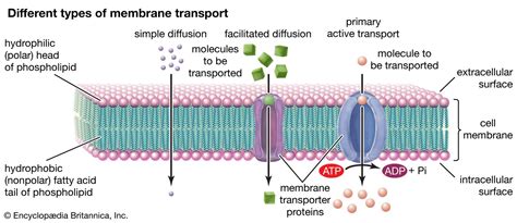 Membrane | Definition, Structure, & Functions | Britannica