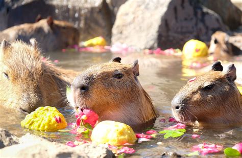 Capybara Onsen and Petting Zoo in Japan's Izu Shaboten Zoo!