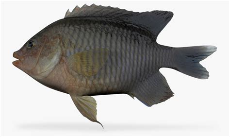 longfin damselfish 3d model