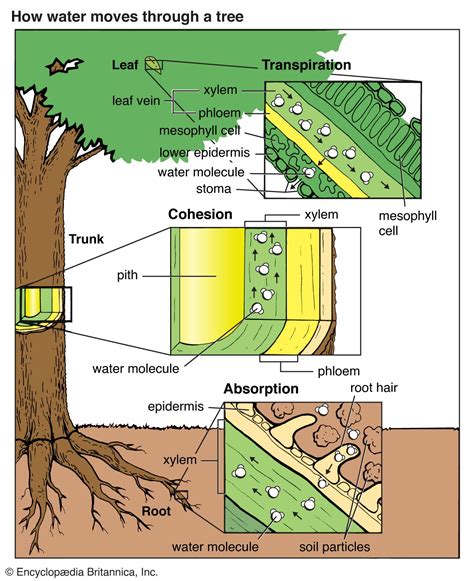 Water Cohesion Diagram