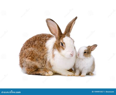 Adorable Mother Rabbit and Baby Rabbit on White Background Stock Image ...