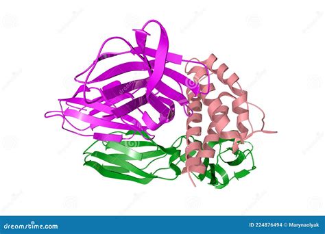 Interleukin-2 Receptor Alpha Chain (CD25, Extracellular Domain). CD25 ...