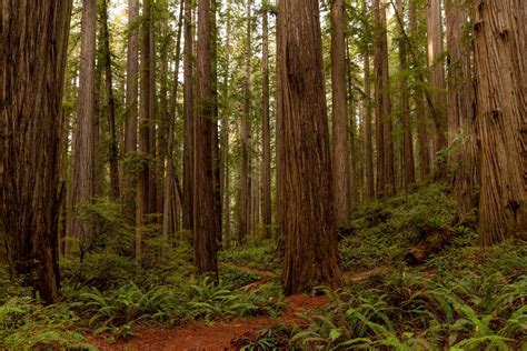 Jedediah smith redwoods state park – Artofit