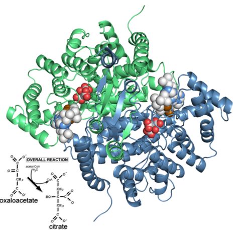 Citrate Synthase - Proteopedia, life in 3D