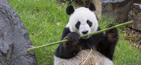 Panda and Friends - Meet our playful pandas at Adelaide Zoo