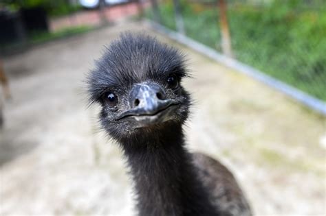 REVEALED: Inside the Dark Emu Wiki Wars | The Spectator Australia