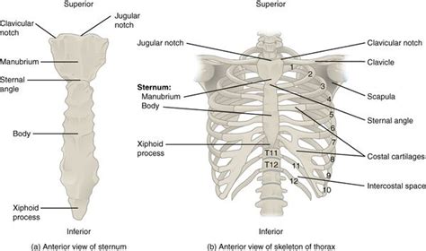 Ribs Anatomy Posterior