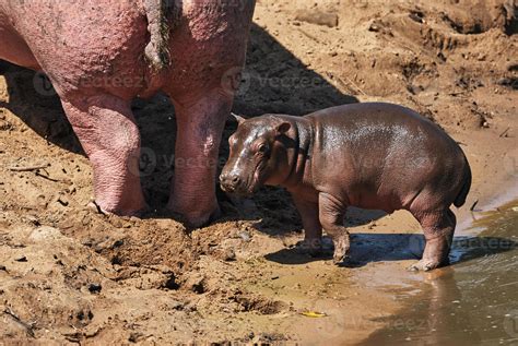 Baby hippopotamus 845345 Stock Photo at Vecteezy