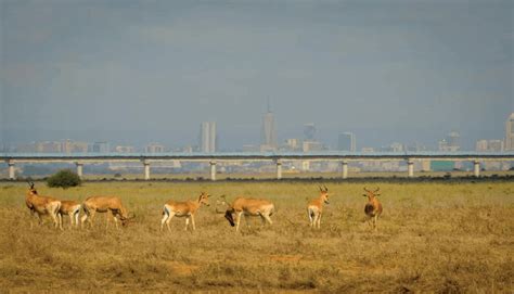 Nairobi national park tour - Denki Travel