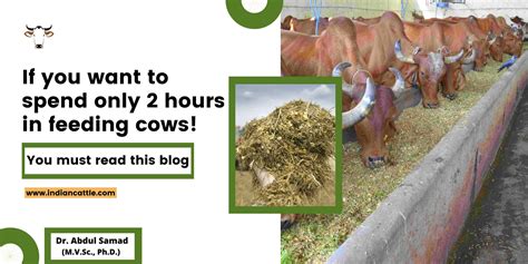 Cattle Feed » Important Tips Regarding Cattle Feeding Practices