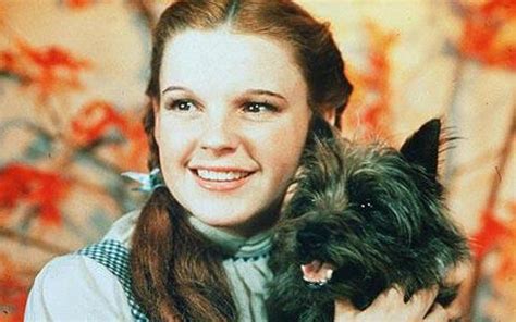 Who Played Toto the Dog in the "Wizard of Oz?" - ReelRundown