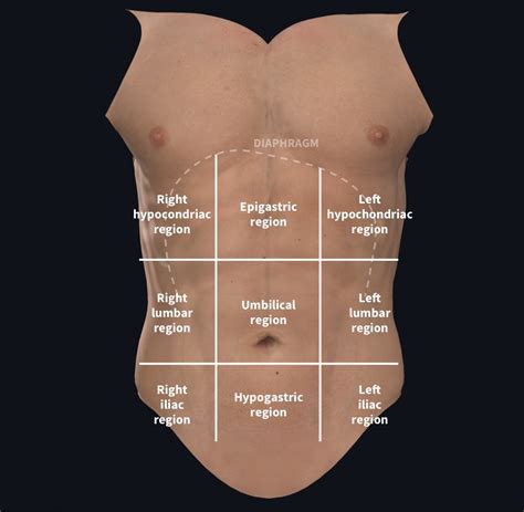 9 Regions Of The Body