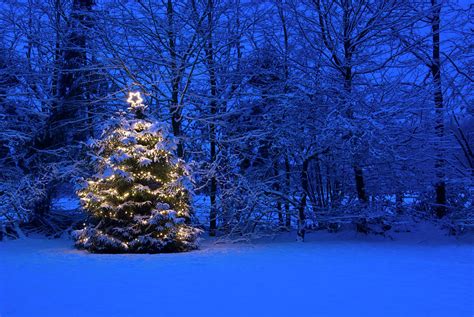 Christmas Tree With Lights In The Snow by Frankvandenbergh