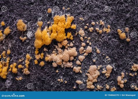 Closeup of Mold. Yellow Mold Growing on Background Stock Photo - Image ...