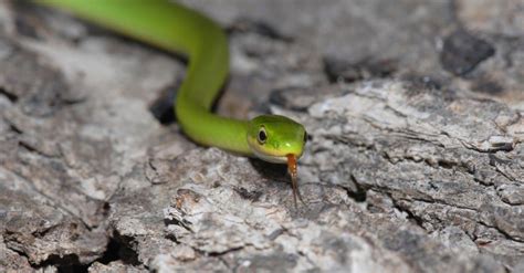 Would You Hug a Snake? Meet the 10 Friendliest Snakes in the World ...