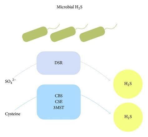 Sources of hydrogen sulfide. (a) Environmental hydrogen sulfide (H2S ...