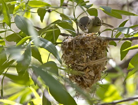 Your Daily Dose of Sabino Canyon: Bell's Vireo making nest