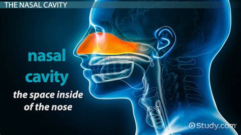 Inside The Human Nose