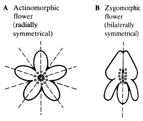 How to Identify Six Plant Families Using Their Flowers | Owlcation