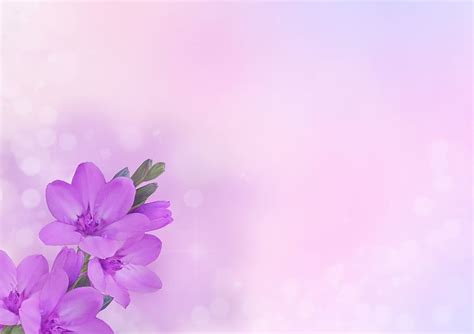 Online crop | HD wallpaper: background image, flower, flowers, purple ...