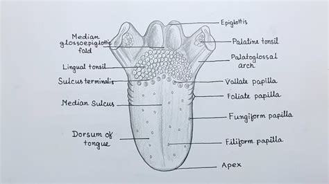 Human tongue anatomy drawing/ How to draw human tongue diagram easily ...