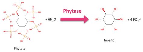 Phytase – Top 1 Best Animal Feed Additive Enzyme