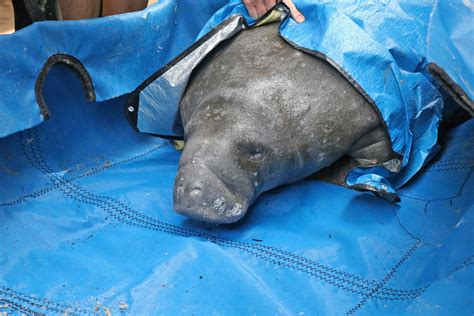 Manatee Rescue Bayboro Harbor | Flickr